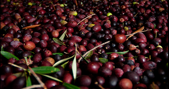 Aceite de Oliva del Valle del Huasco es reconocido como Denominación de Origen por INAPI