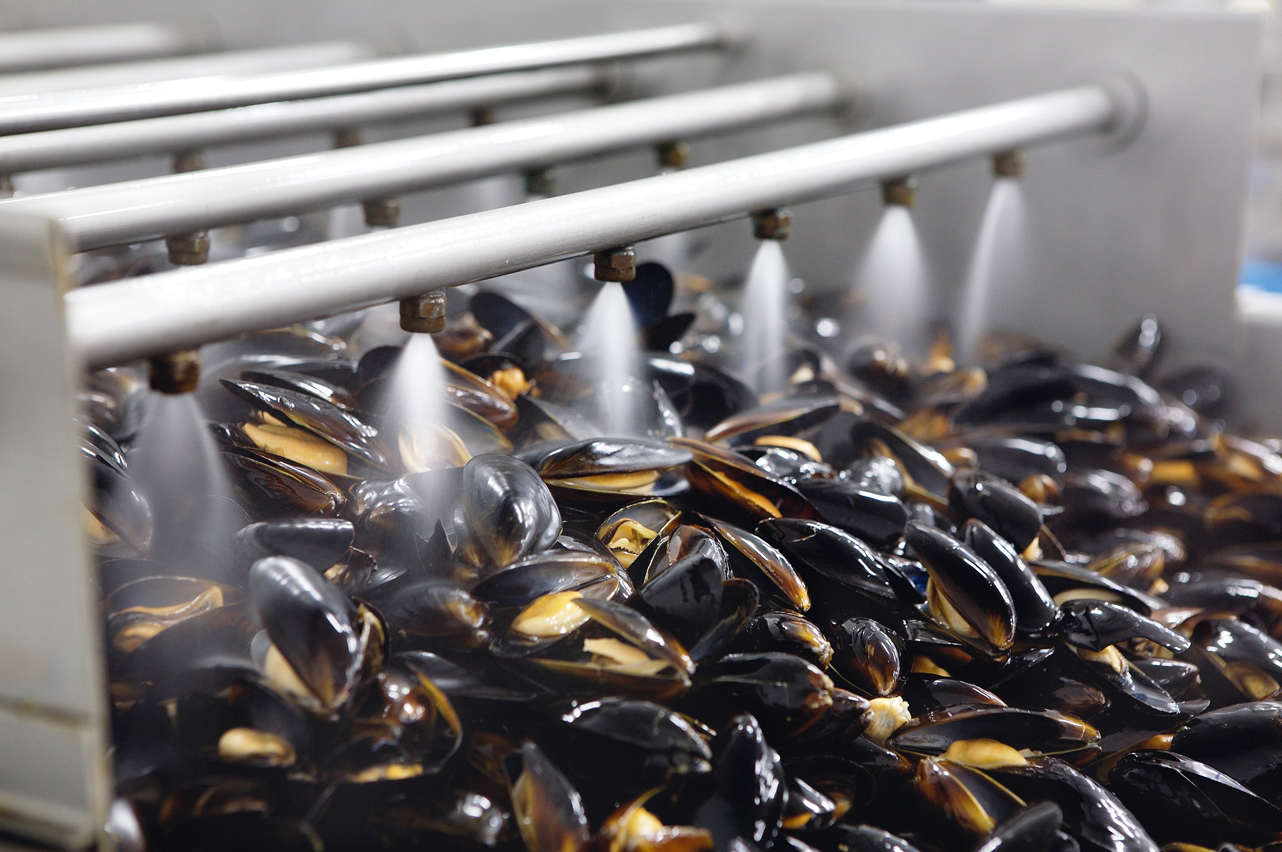 Sernac oficia a empresa por alerta sanitaria del producto “Choritos en aceite” de la marca Antartic