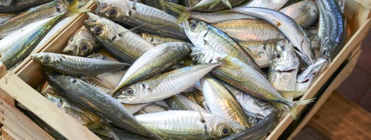 Subpesca monitorea situación por ausencia de jurel en la Región del Biobío